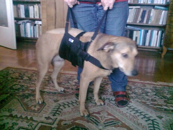 Rehabilitációs emelőhám