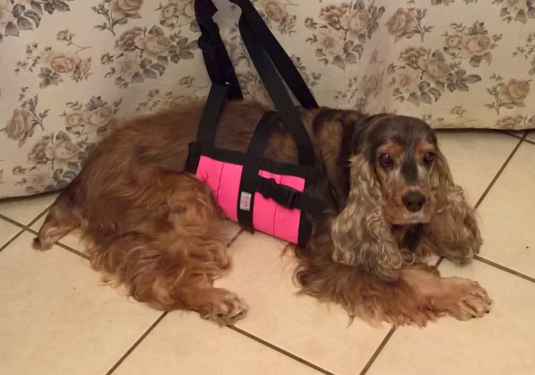 Rehabilitációs kutyahám