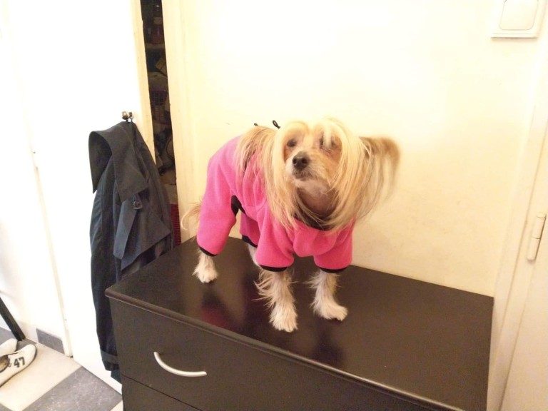 Otthonka kutyaoverál