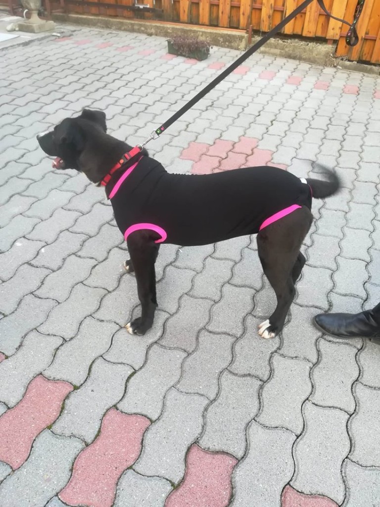 Műtét utáni kutyaruha (UNIVERZÁLIS)
