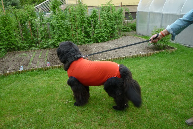 Műtét utáni kutyaruha (UNIVERZÁLIS)