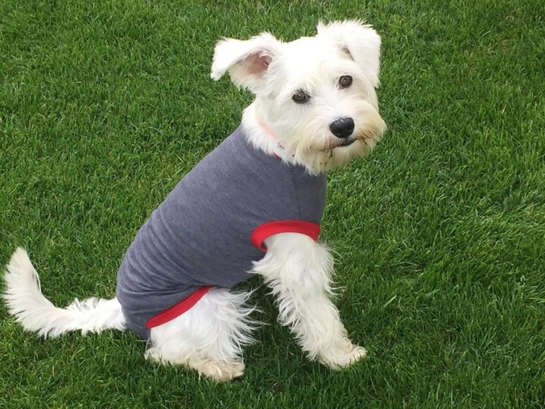 Műtét utáni kutyaruha (UNIVERZÁLIS)